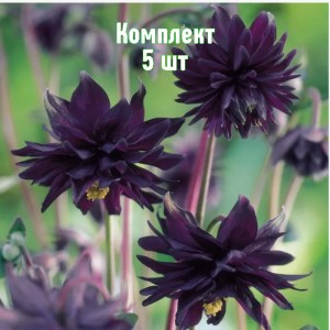 Комплект 5шт / Аквилегия Блэк Барлоу