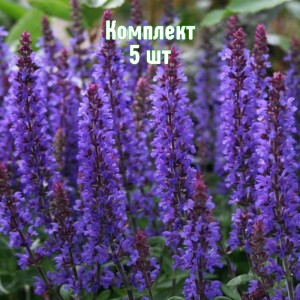 Комплект 5шт / Шалфей Мерло Блю