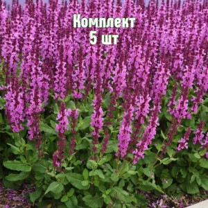 Комплект 5шт / Шалфей Мерло Роуз Компакт