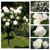 Набор саженцев роз (Штамбовая роза Аннапюрна, Полиантовая роза Диадэм Уайт, Плетистая роза Айсберг Клаймбинг, Чайно-гибридная роза Акито, Чайно-гибридная роза Клер океан )