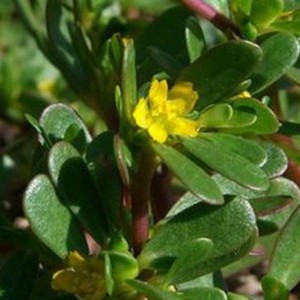 Портулак огородный Кузьминский Семко