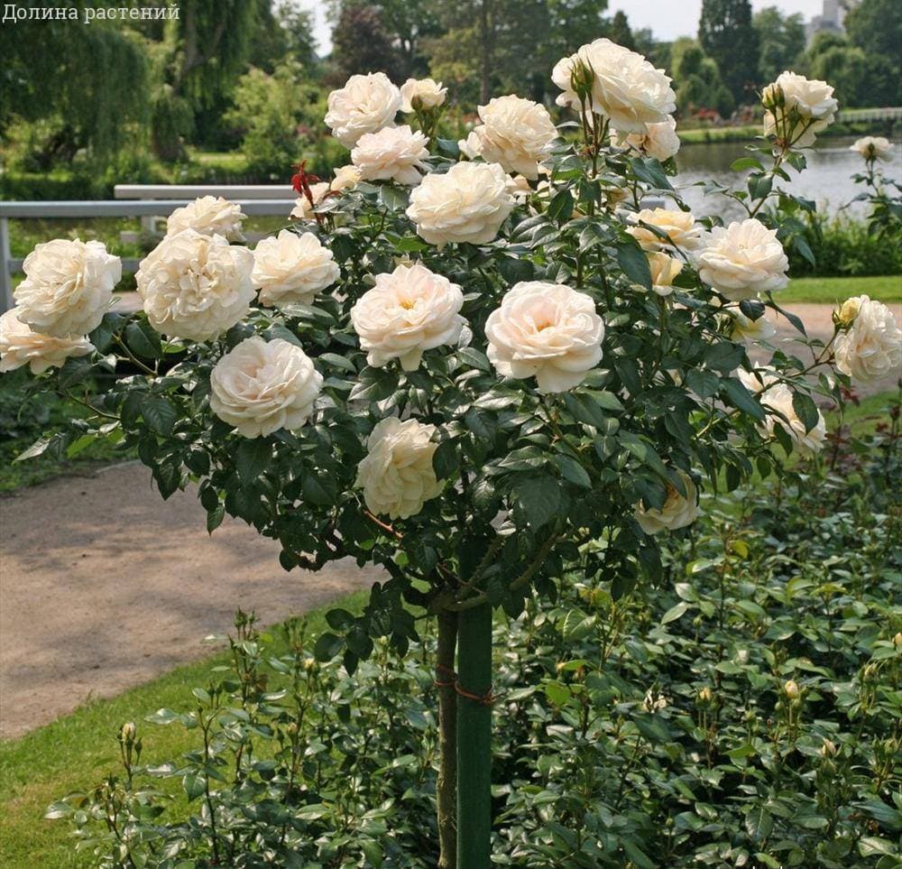 Чайно-гибридная роза Шопен (Chopin) – характеристика и описание сорта с фото и отзывы садоводов